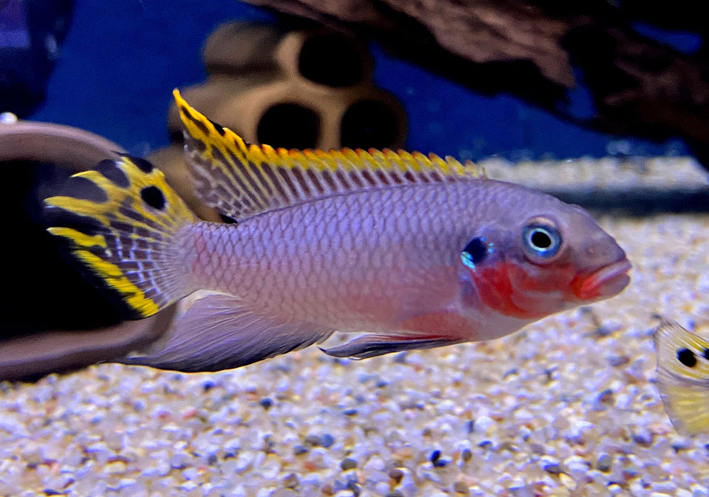 SONDERPREIS - Smaragdprachtbarsch "Nigeria Red" (L) - Pelvicachromis taeniatus
