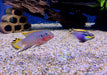 zzz Smaragdprachtbarsch "Nigeria Red" - Pelvicachromis taeniatus aqua-teck