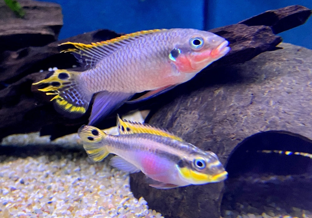 zzz Smaragdprachtbarsch "Nigeria Red" - Pelvicachromis taeniatus aqua-teck