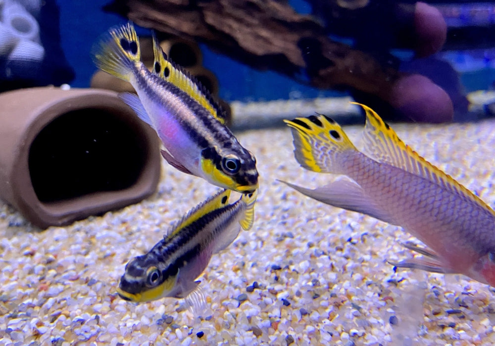 zzz Smaragdprachtbarsch "Nigeria Red" - Pelvicachromis taeniatus aqua-teck