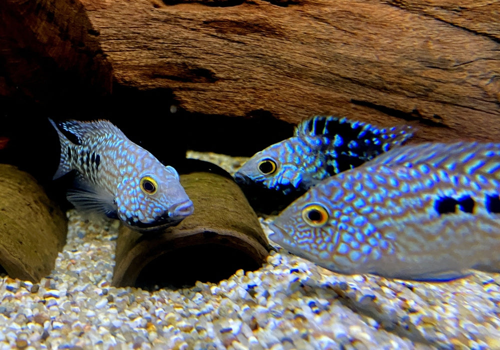 Perlcichlide - Herichthys carpintis aqua-teck