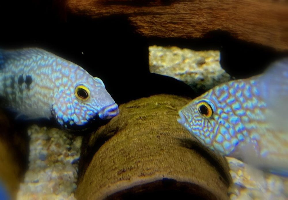 Perlcichlide - Herichthys carpintis aqua-teck