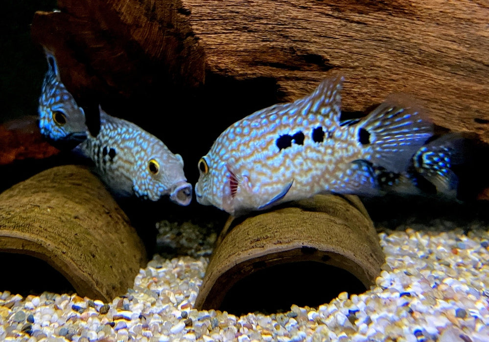 Perlcichlide - Herichthys carpintis aqua-teck