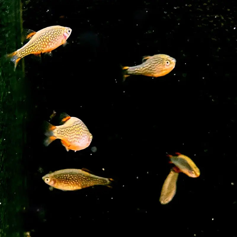 Perlhuhnbärbling (Danio margaritatus) mit gepunktetem Muster und orangefarbenen Flossen im Aquarium