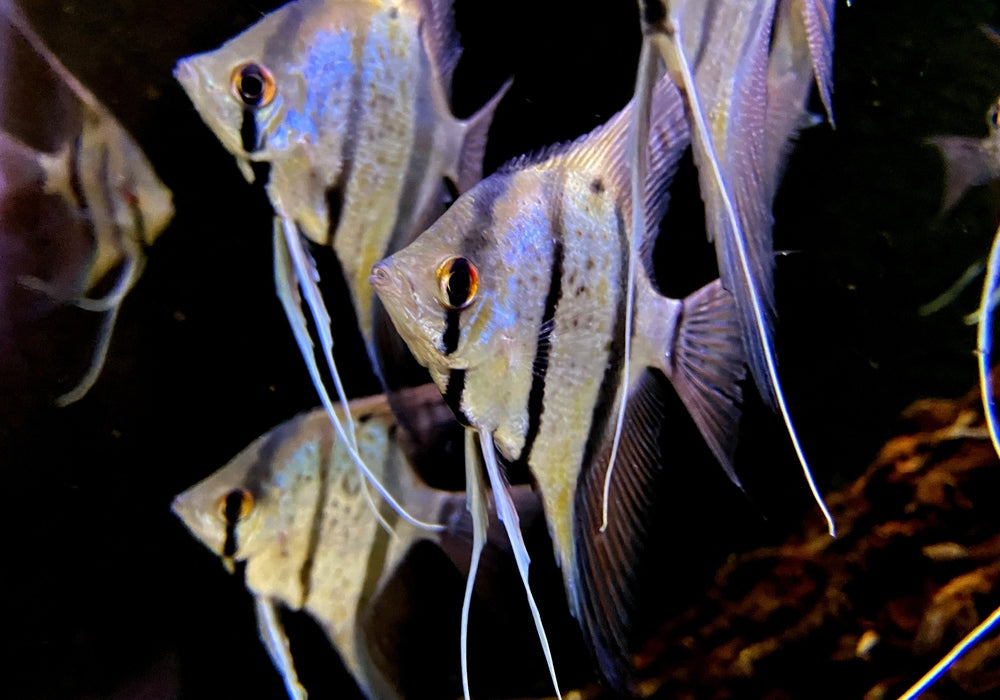 Peru-Altum-Skalare (DNZ) blueyellow Honigfleckskalare - Pterophyllum scalare