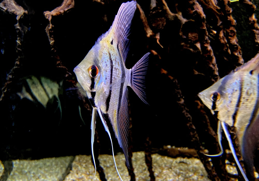 Peru-Altum-Skalare (DNZ) blueyellow Honigfleckskalare - Pterophyllum scalare