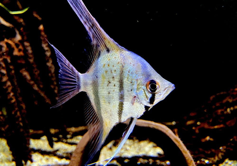 Peru-Altum-Skalare (DNZ) blueyellow Honigfleckskalare - Pterophyllum scalare