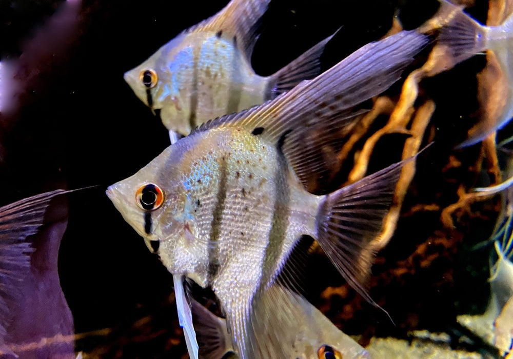 Peru-Altum-Skalare (DNZ) blueyellow Honigfleckskalare - Pterophyllum scalare