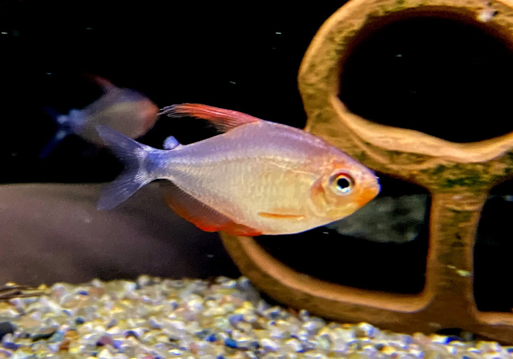 Peugeot-Salmler - Hyphessobrycon peugeotorum