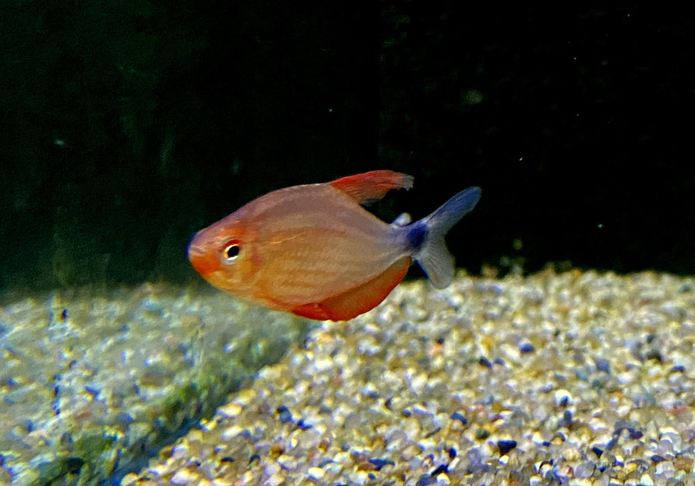 Peugeot-Salmler - Hyphessobrycon peugeotorum