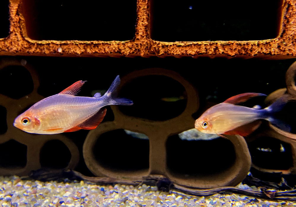 Peugeot-Salmler - Hyphessobrycon peugeotorum