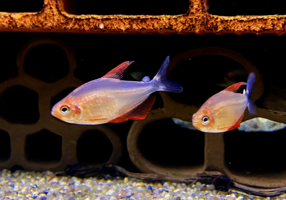 Peugeot-Salmler - Hyphessobrycon peugeotorum