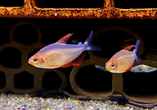 Peugeot-Salmler - Hyphessobrycon peugeotorum