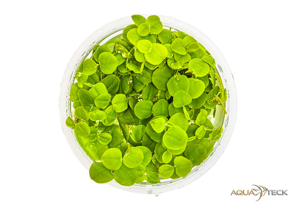 Phyllanthus fluitans (InVitro)