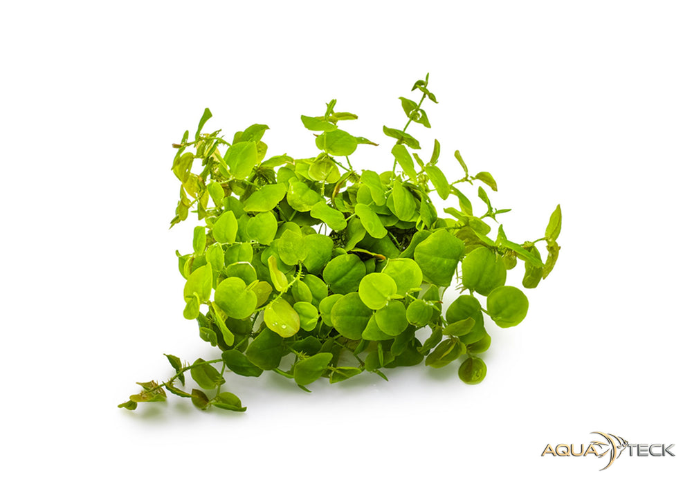 Phyllanthus fluitans (InVitro)