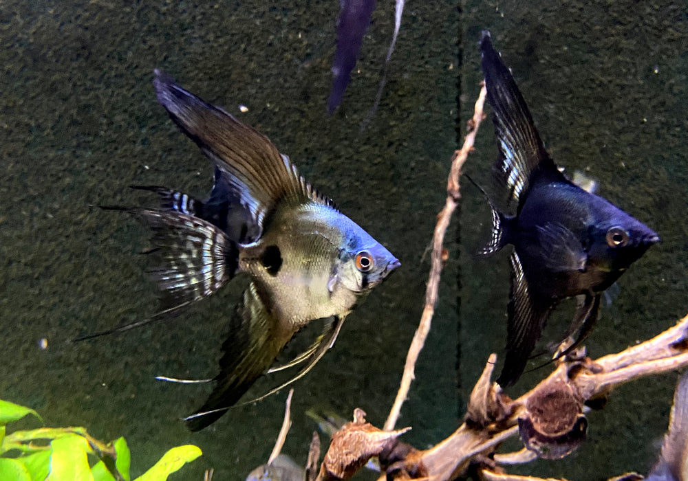 Pinoy Black Skalar Lyratail - Pterophyllum scalare