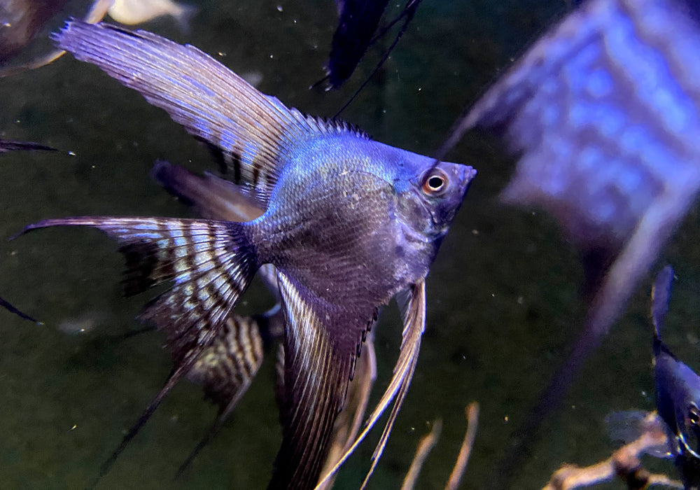 Pinoy Black Skalar Lyratail - Pterophyllum scalare