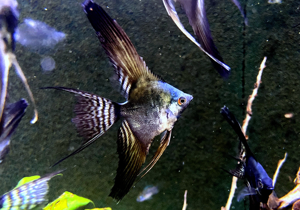 Pinoy Black Skalar Lyratail - Pterophyllum scalare