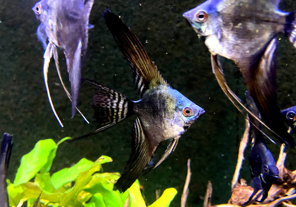 Pinoy Black Skalar Lyratail - Pterophyllum scalare