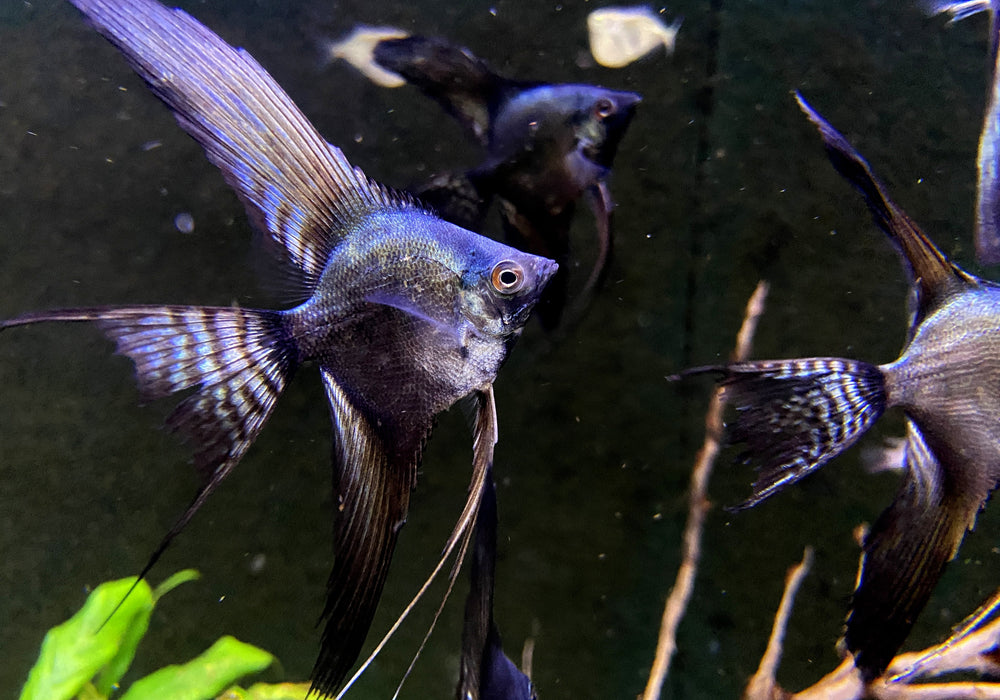 Pinoy Black Skalar Lyratail - Pterophyllum scalare