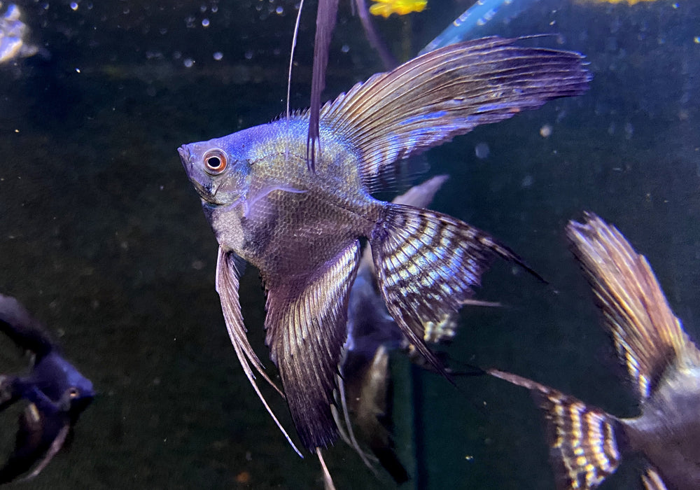 Pinoy Black Skalar Lyratail - Pterophyllum scalare