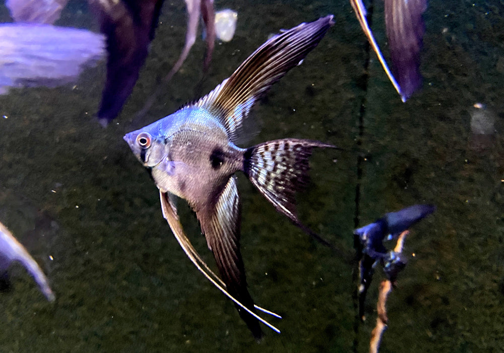 Pinoy Black Skalar Lyratail - Pterophyllum scalare