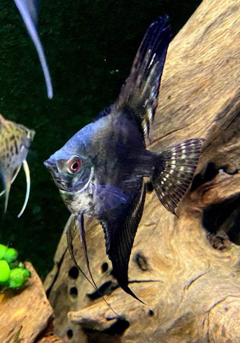 Pinoy Ghost Skalar - Pterophyllum scalare