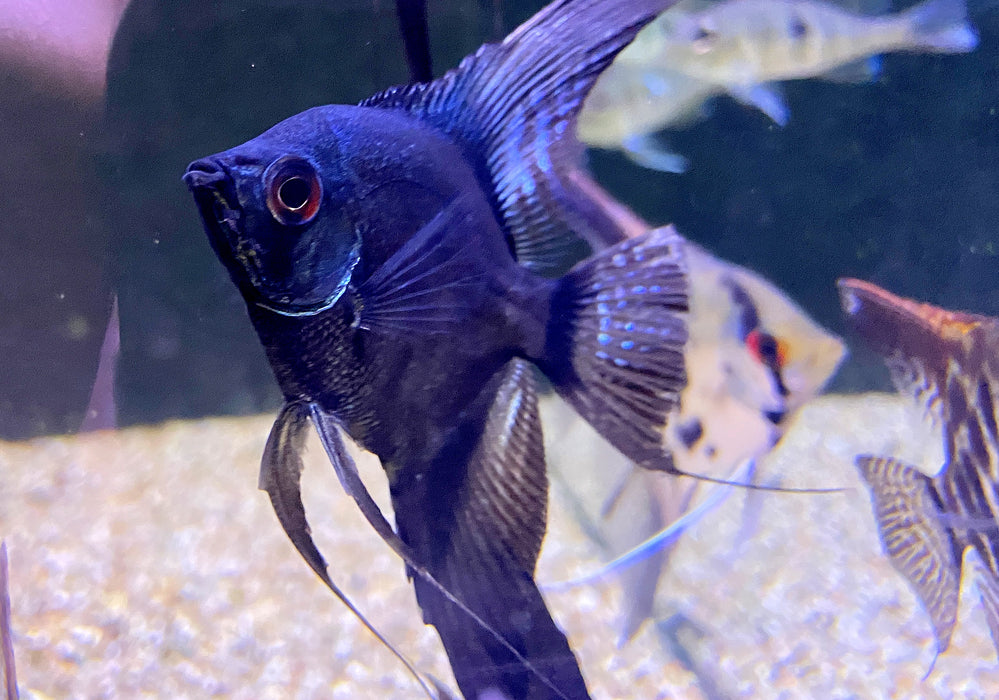 Pinoy Ghost Skalar - Pterophyllum scalare