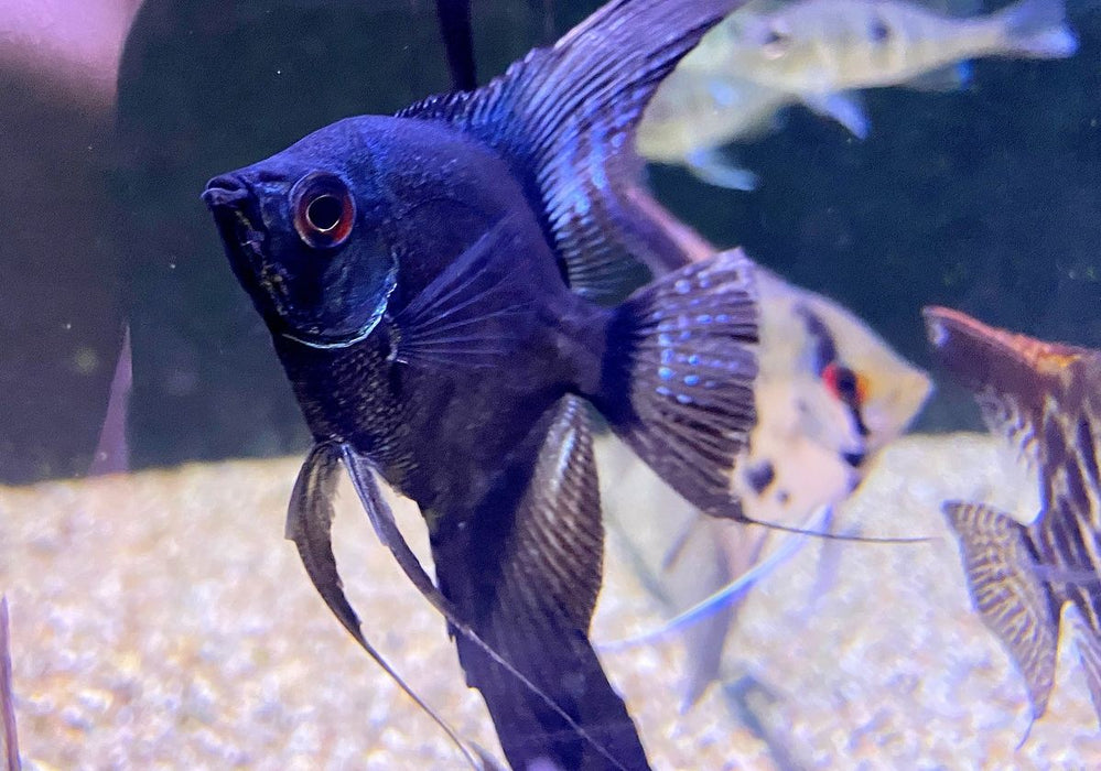 Pinoy Ghost Skalar - Pterophyllum scalare