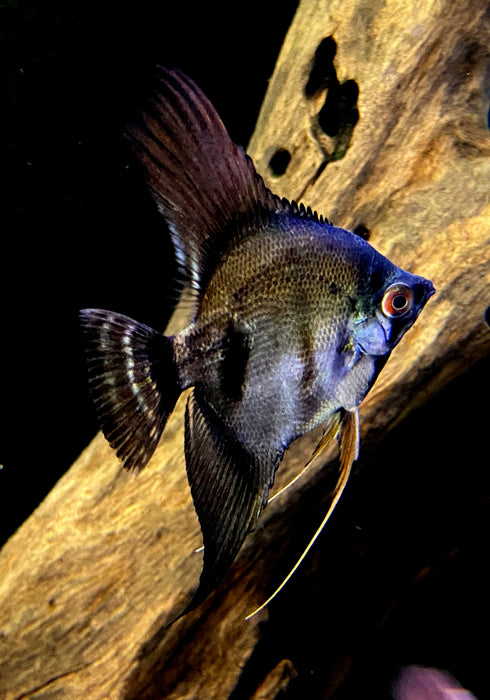 Pinoy Ghost Skalar - Pterophyllum scalare