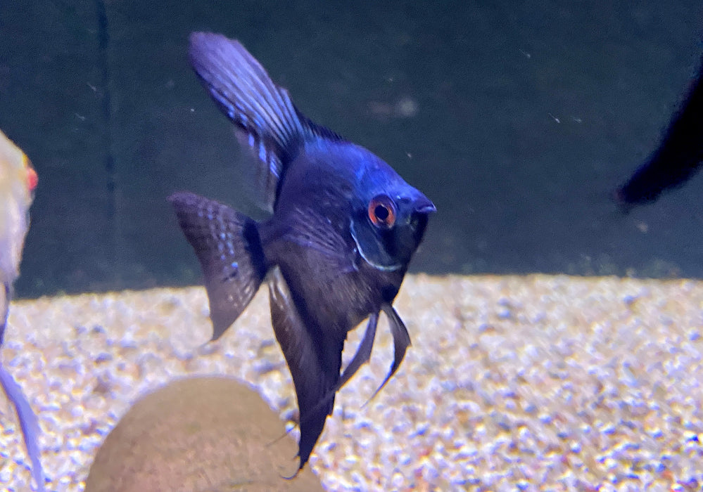 Pinoy Ghost Skalar - Pterophyllum scalare