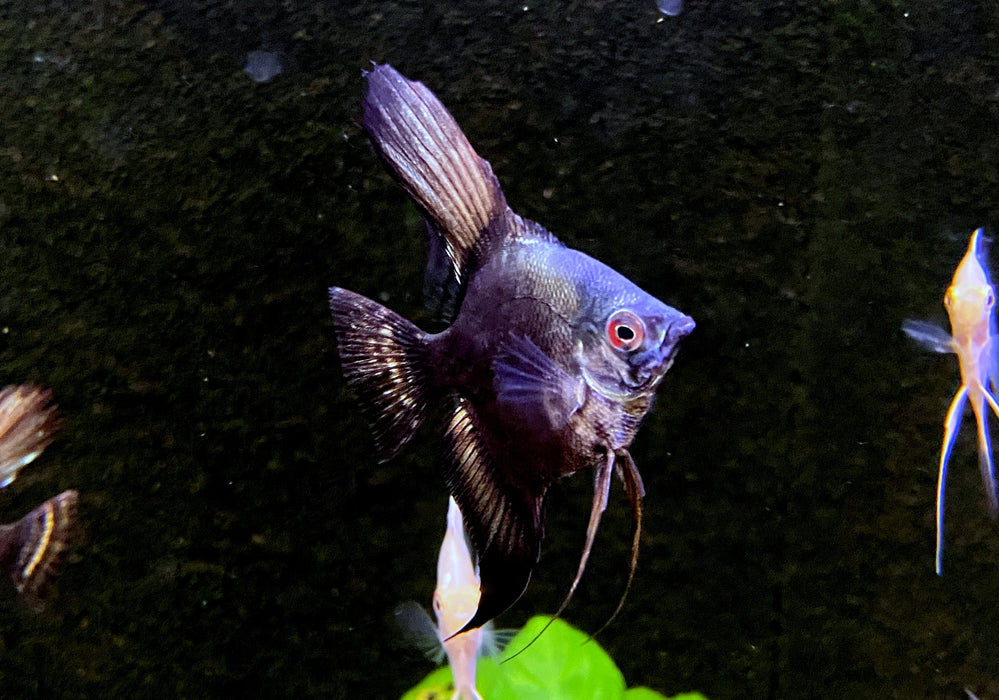 Pinoy Ghost Skalar - Pterophyllum scalare