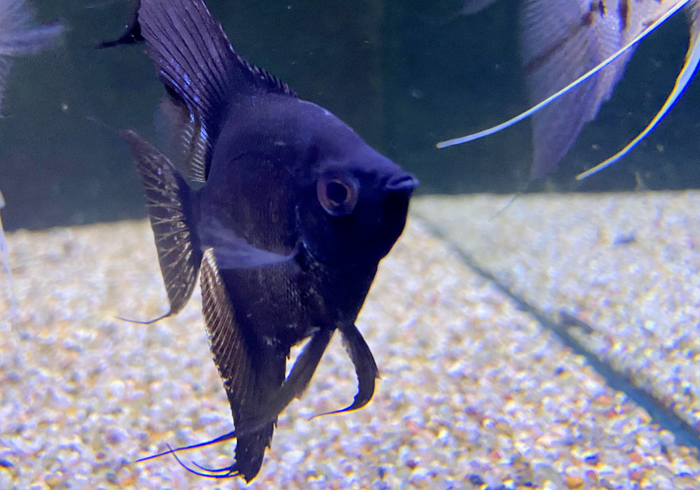 Pinoy Ghost Skalar - Pterophyllum scalare