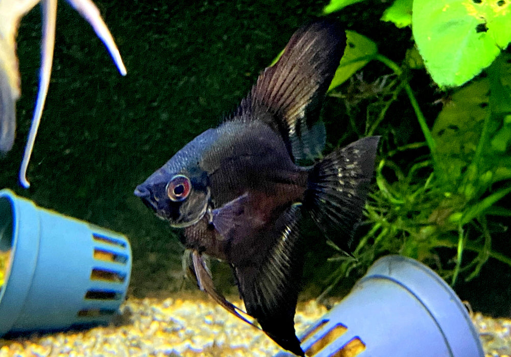 Pinoy Ghost Skalar - Pterophyllum scalare