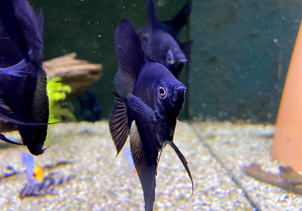 Pinoy Paraiba Skalar - Pterophyllum scalare