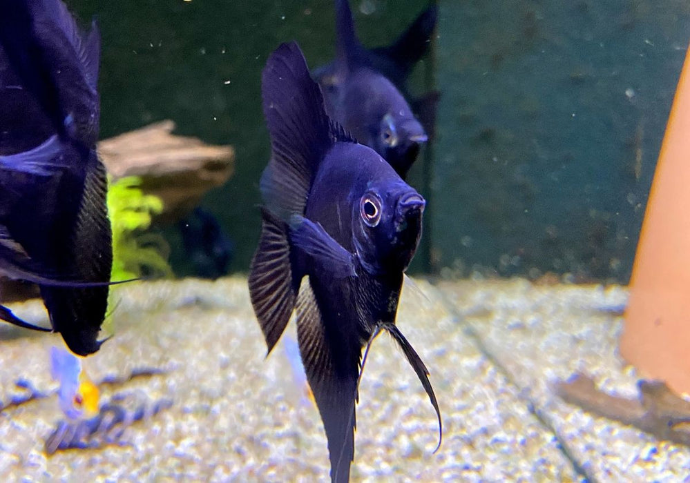 Pinoy Paraiba Skalar - Pterophyllum scalare