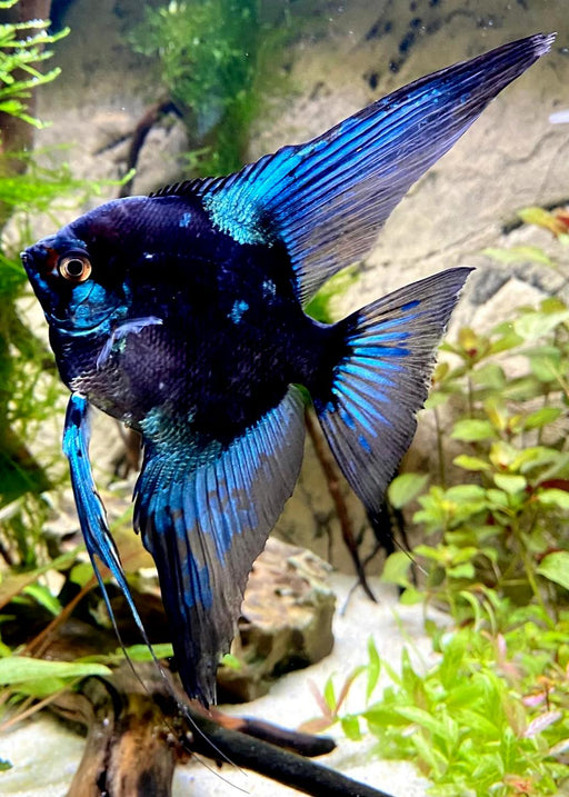 Pinoy Paraiba Skalar - Pterophyllum scalare