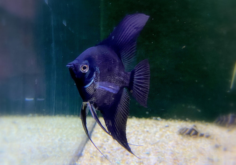 Pinoy Paraiba Skalar - Pterophyllum scalare