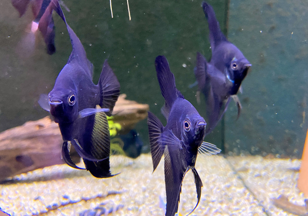 Pinoy Paraiba Skalar - Pterophyllum scalare