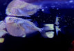 Platin-Beilbauch (XL) - Thoracocharax stellatus