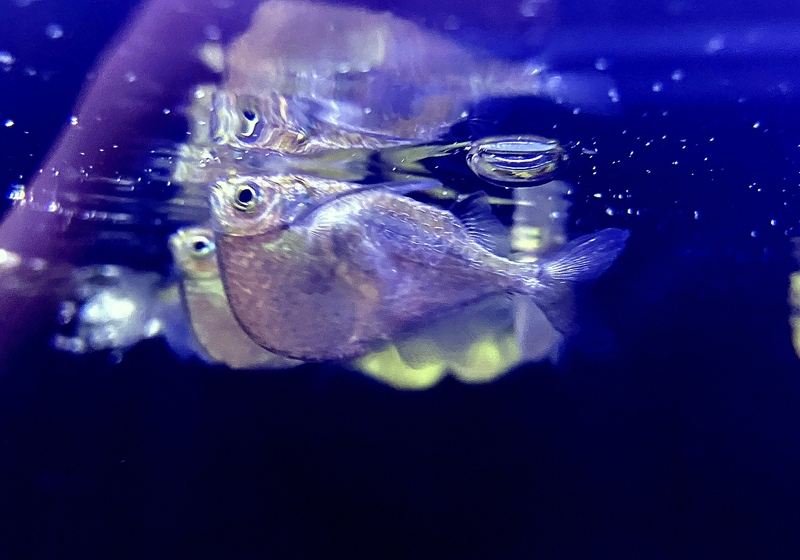 Platin-Beilbauch (XL) - Thoracocharax stellatus