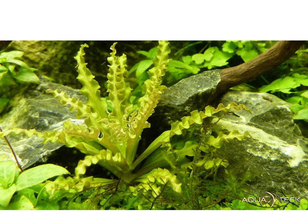 Pogostemon helferi auf Lavastein