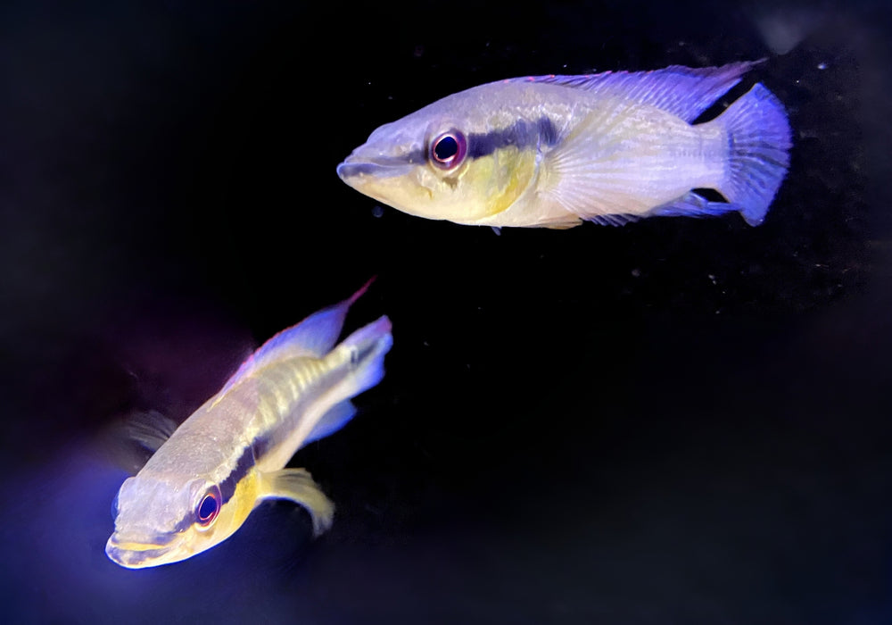 Proteus Hechtbuntbarsch XL (WF) - Crenicichla proteus