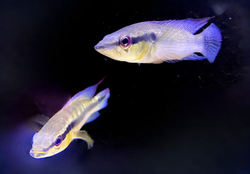Proteus Hechtbuntbarsch XL (WF) - Crenicichla proteus