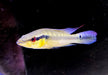 Proteus Hechtbuntbarsch XL (WF) - Crenicichla proteus