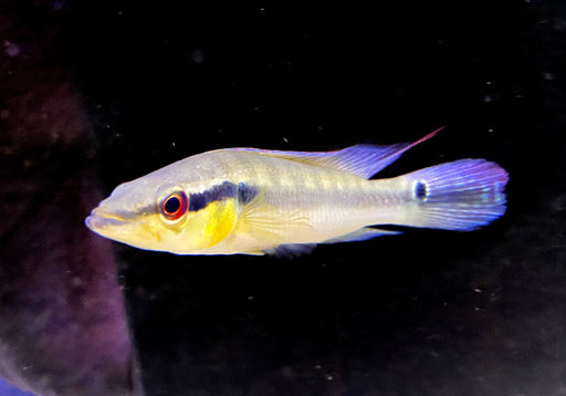 Proteus Hechtbuntbarsch XL (WF) - Crenicichla proteus