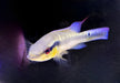Proteus Hechtbuntbarsch XL (WF) - Crenicichla proteus