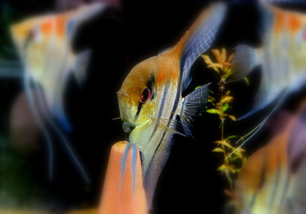 zzz_ Zucht -Gruppe Amapa-Rotrücken-Skalar - Pterophyllum scalare aqua-teck