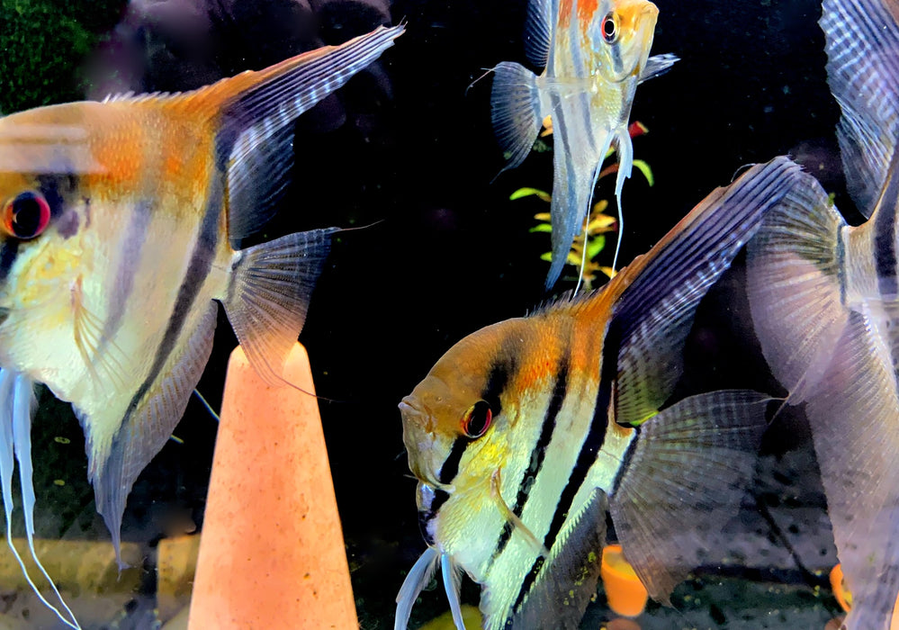 zzz_ Zucht -Gruppe Amapa-Rotrücken-Skalar - Pterophyllum scalare aqua-teck