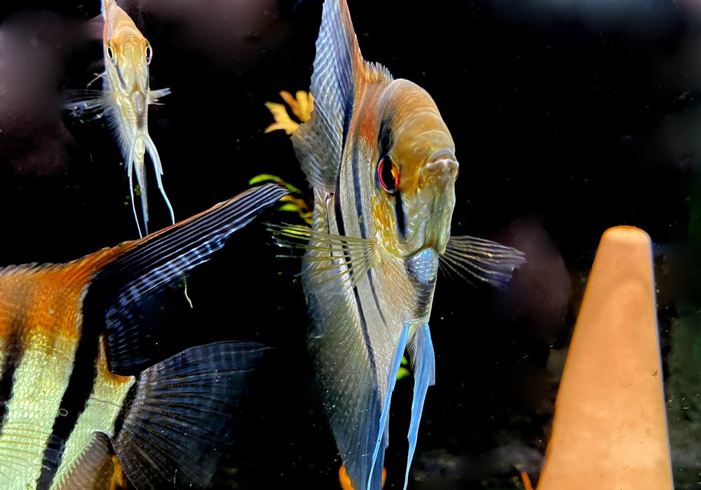 zzz_ Zucht -Gruppe Amapa-Rotrücken-Skalar - Pterophyllum scalare aqua-teck